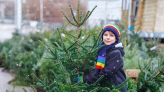 Smrk, borovice nebo jedle? Jaký druh se (ne)vyplatí pořídit? Smrk, borovice nebo jedle? Jaký druh se (ne)vyplatí pořídit?