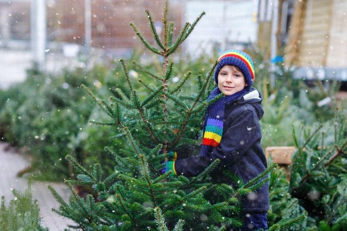 Smrk, borovice nebo jedle? Jaký druh se (ne)vyplatí pořídit? Smrk, borovice nebo jedle? Jaký druh se (ne)vyplatí pořídit?
