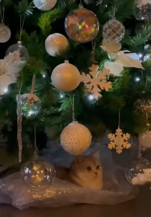 Vánoční stromeček, se kterým se pochlubila dcera Pavla Nedvěda. Vánoční stromeček, se kterým se pochlubila dcera Pavla Nedvěda.