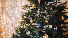Jak se starat o vánoční stromek, aby vydržel a neopadal? Kupte ho co nejdříve a zalévejte