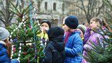 Děti ozdobily živé vánoční stromky: K vidění na Míráku budou až do Štědrého dne