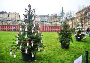 Na náměstí Míru soutěží vánoční stromky.