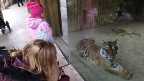 Vánoce se šelmami a primáty: Kvůli levhartům a šimpanzům dorazily do zoo tisíce lidí