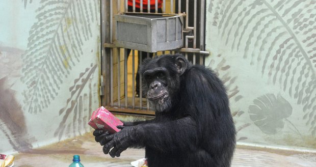 Šimpanzí rodinka v Hodoníně dostala od dětí lákavé pochutiny.