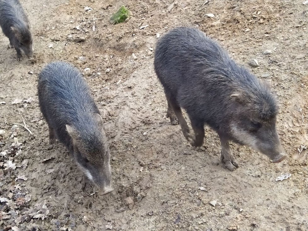 Do brněnské zoo dorazily na Štědrý den dva tisíce malých a velkých Brňanů.