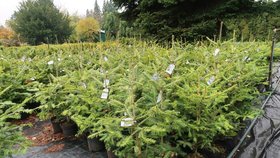 Ceny vánočních stromků i jejich prodej letos zůstanou na loňské úrovni.