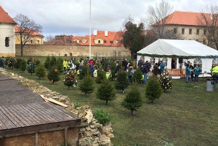 50 vánočních stromů v Loretánské zahradě čeká na ozdobení: Ten nejhezčí získá cenu