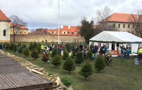 50 vánočních stromů v Loretánské zahradě čeká na ozdobení: Ten nejhezčí získá cenu