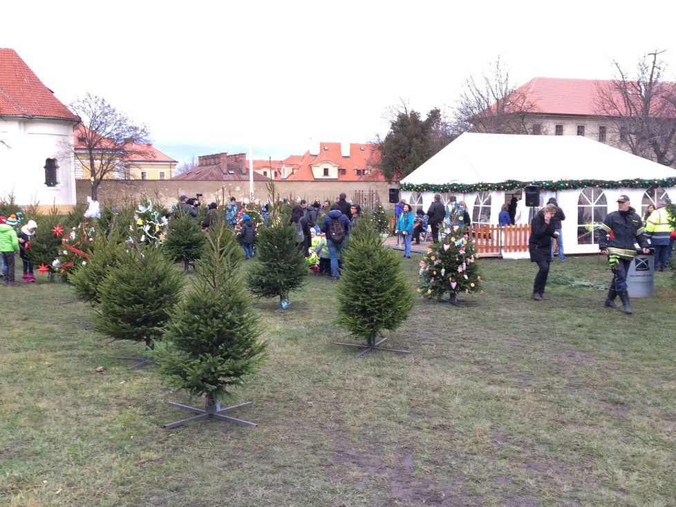 Spousta vánočních stromků v Loretánské zahradě ještě čeká na ozdobení.