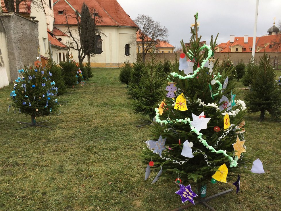 Některé stromky už jsou ozdobené, další na vánoční zpestření teprve čekají.