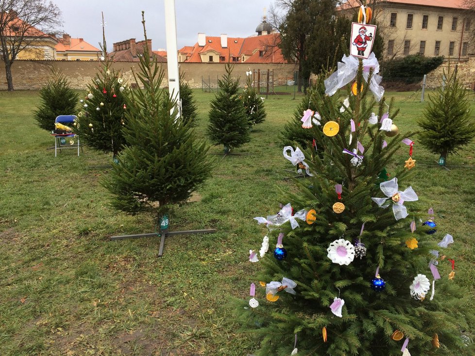 Některé stromky už jsou ozdobené, další na vánoční zpestření teprve čekají.