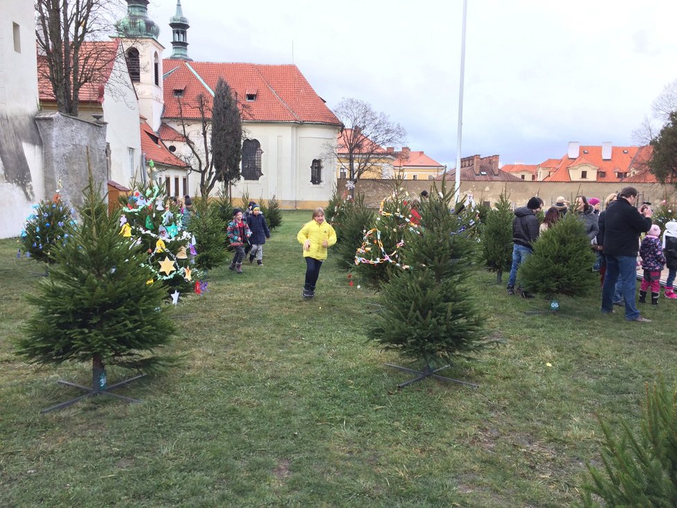 Spousta vánočních stromků v Loretánské zahradě ještě čeká na ozdobení.