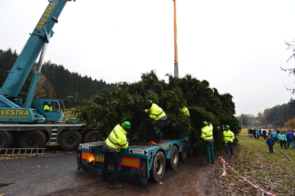 Vánoční strom pro Prahu v Královéhradecké Pecce připravují k transportu.