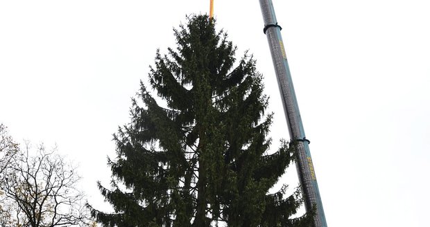Loňský vánoční strom pro Prahu pocházel z obce Pecka na Královéhradecku.