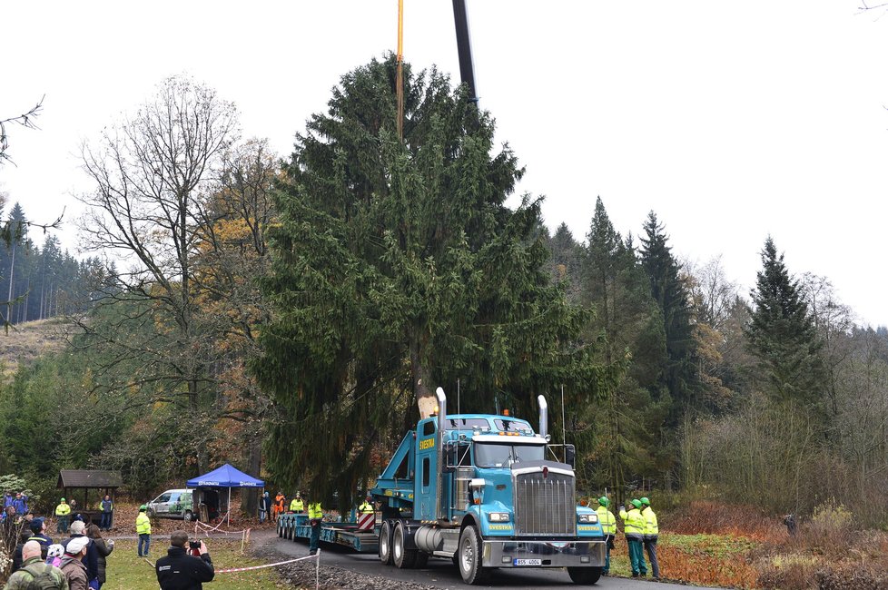 Vánoční strom pro Prahu zdvihli do výšky, aby ho mohli připravit k transportu.