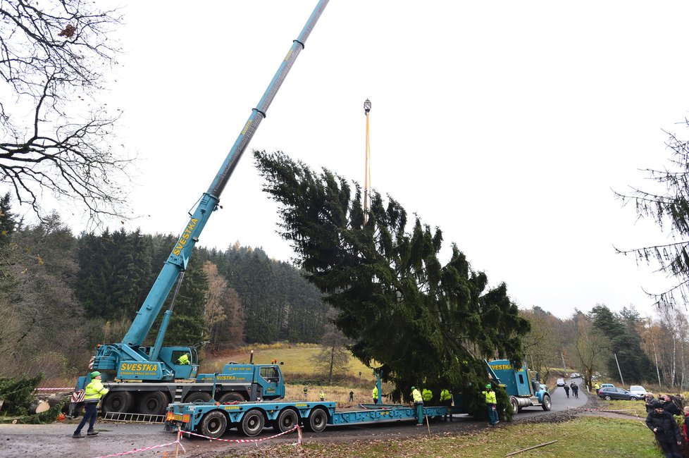 Vánoční strom pro Prahu v Královéhradecké Pecce připravují k transportu.