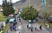 Tohle je vánoční strom pro Prahu: Přijel z Křivoklátska!