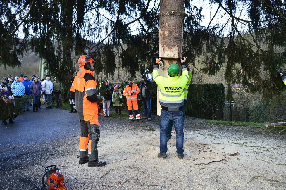 Průběh kácení vánočního stromu pro Staroměstské náměstí v Roztokách u Křivoklátu.