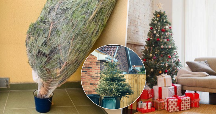 Vánoční stromeček a péče o něj