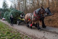 Po třech letech zase smrk! Vánoční strom do Brna letos ale nepřivezou koně
