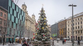 Strom pro Brno je 13 m vysoká jedle: Má bohatou korunu a voní po citrusech