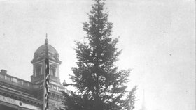 Stavění stromu v Brně v roce 1924.