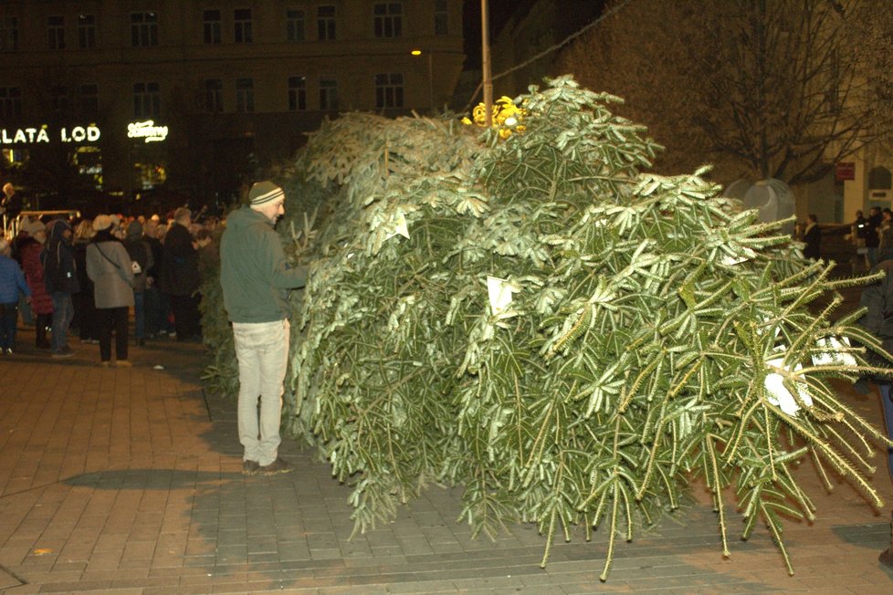 Strom se musí opatrně převážet, aby se větve nepolámaly.