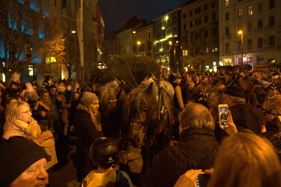 Jedle měří 13 metrů.