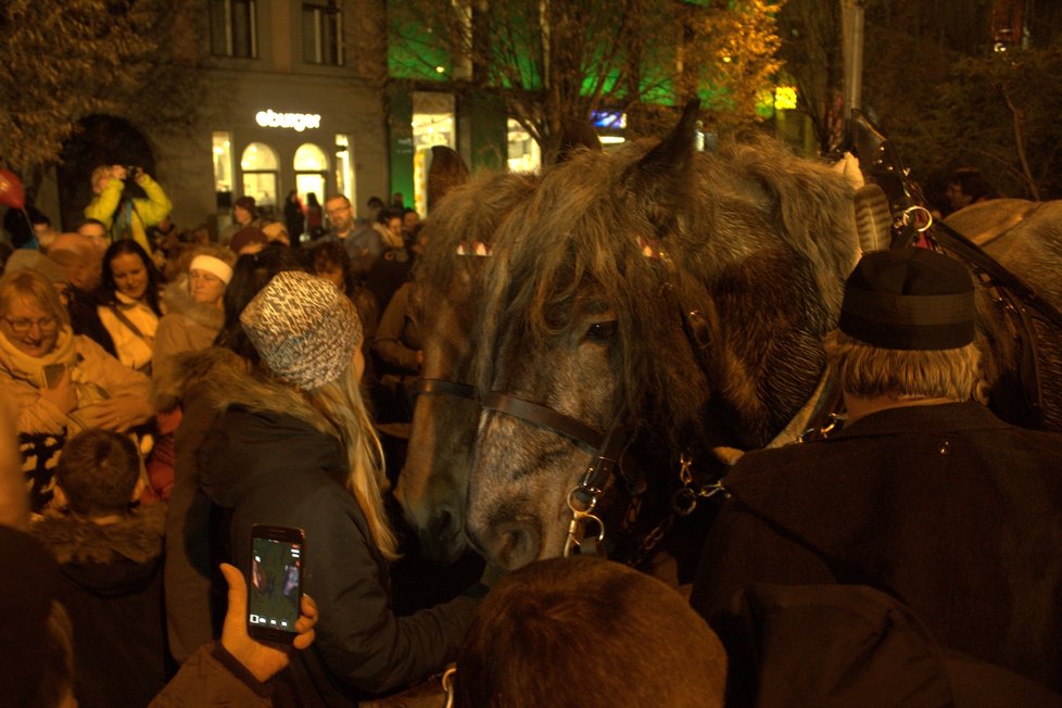 Vánoční strom by měl být pěstován speciálně na uvolněném prostoru.