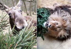 Neprodané vánoční stromky skončily v brněnské zoo, zvířata si na nich pochutnají. Masožravci si s nimi hrají.
