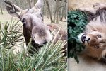 Neprodané vánoční stromky skončily v brněnské zoo, zvířata si na nich pochutnají. Masožravci si s nimi hrají.