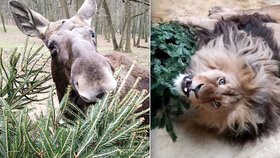 Neprodané vánoční stromky skončily v brněnské zoo, zvířata si na nich pochutnají. Masožravci si s nimi hrají.