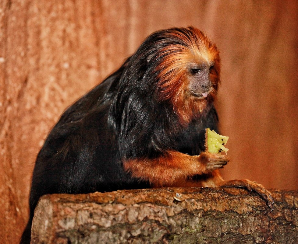 Brněnská zoo každoročně láká tisíce lidí o Štědrém dni.