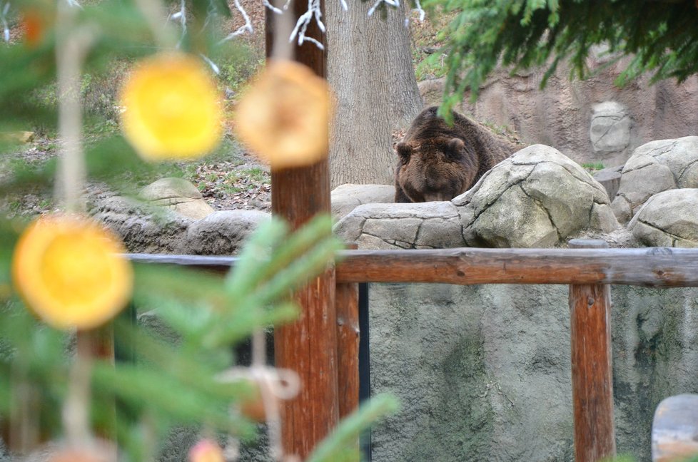 V sobotu 14. prosince zaměstnanci zoo přivítají všechny zájemce, kteří budou chtít vyrobit neobvyklé vánoční dárky pro některá zvířata.