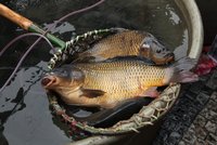 Nejčastější chyby při nákupu kapra: Na co si dát pozor, aby Vánoce nebyly zkažené