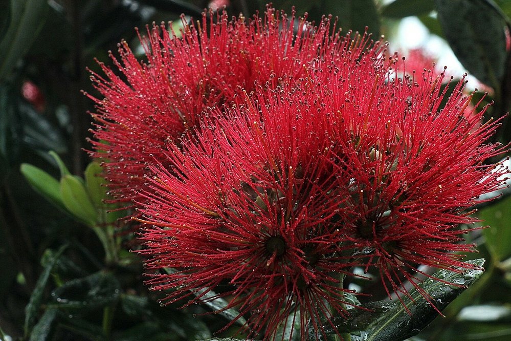Exotická květena coby symbol Vánoc na Novém Zélandu