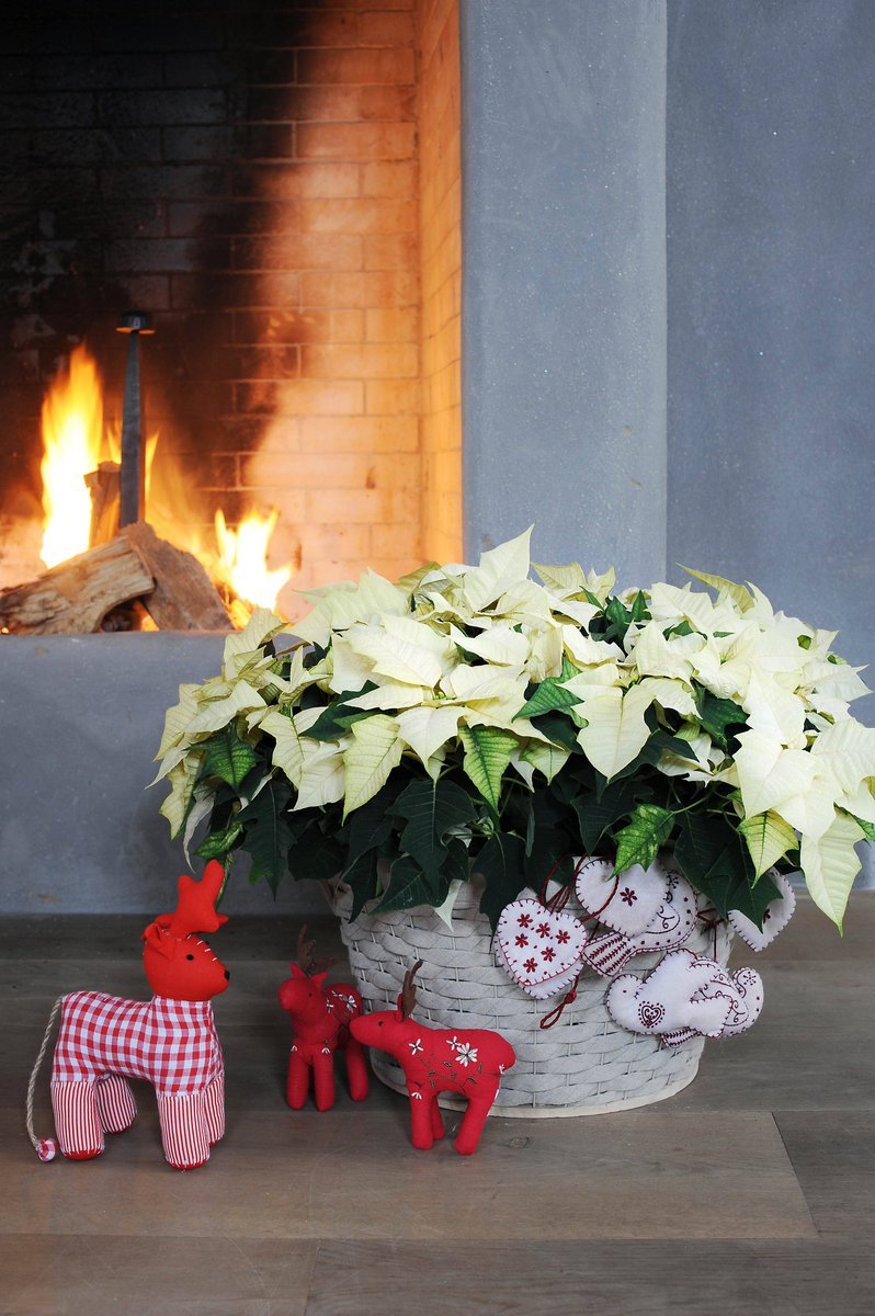 Poinsettii zde doplňuje pouze několik stylových ozdob