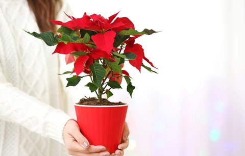 Vánoční hvězdu nevyhazujte: Víme, jak ji pěstovat, aby vykvetla i za rok!