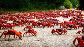 Milostné putování na Vánočním ostrově: 120 milionů krabů utíká za láskou!