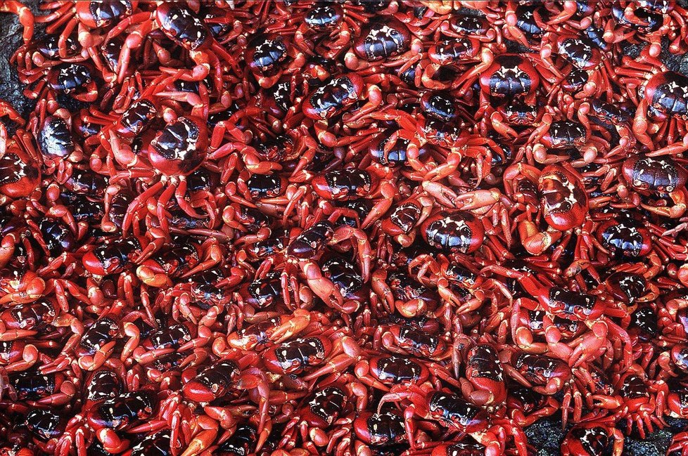 Milostné putování na Vánočním ostrově: 120 milionů krabů utíká za láskou!