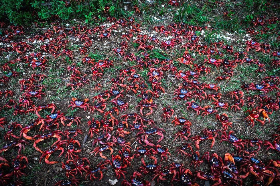 Milostné putování na Vánočním ostrově: 120 milionů krabů utíká za láskou!