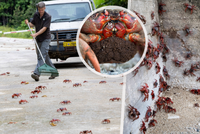 Úchvatná podívaná na slavném ostrově: 100 milionů krabů utíká za láskou!