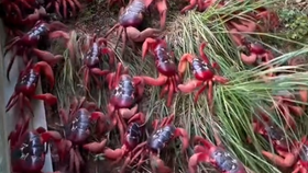 Obrovská migrace červených krabů na Vánočním ostrově