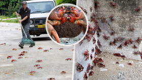 Obrovská migrace červených krabů na Vánočním ostrově