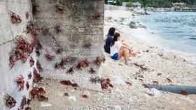 Obrovská migrace červených krabů na Vánočním ostrově