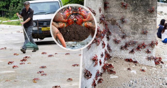 Obrovská migrace červených krabů na Vánočním ostrově