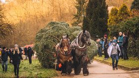 Koňské spřežení převáží vánoční jedličku do Brna.