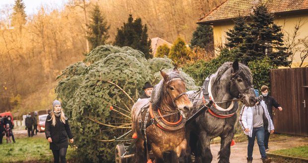 Koňské spřežení převáží vánoční jedličku do Brna.
