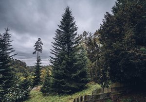 Vánočním stromem Brna bude letos čtvrt století stará, 16 metrů vysoká jedle z lesů Mendelovy univerzity.