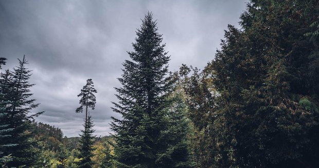 Vánoční strom pro Brno: Pěkná jedlička vyrostla v lesích univerzity, měří 16 metrů